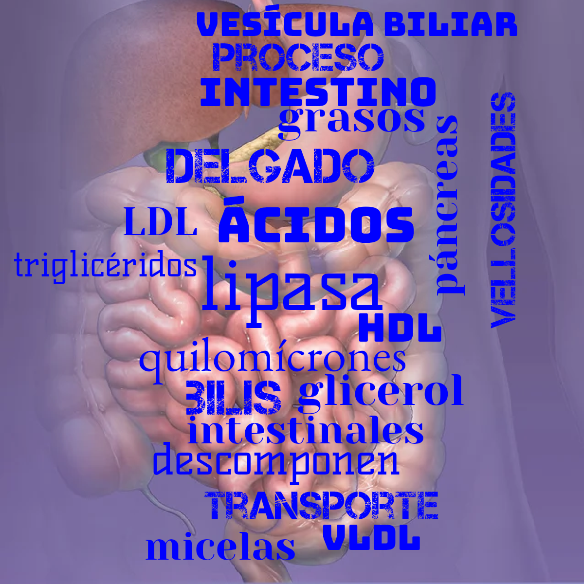 Word cloud with 20 words like lipasa, quilomícrones and ácidos in bright blue.
