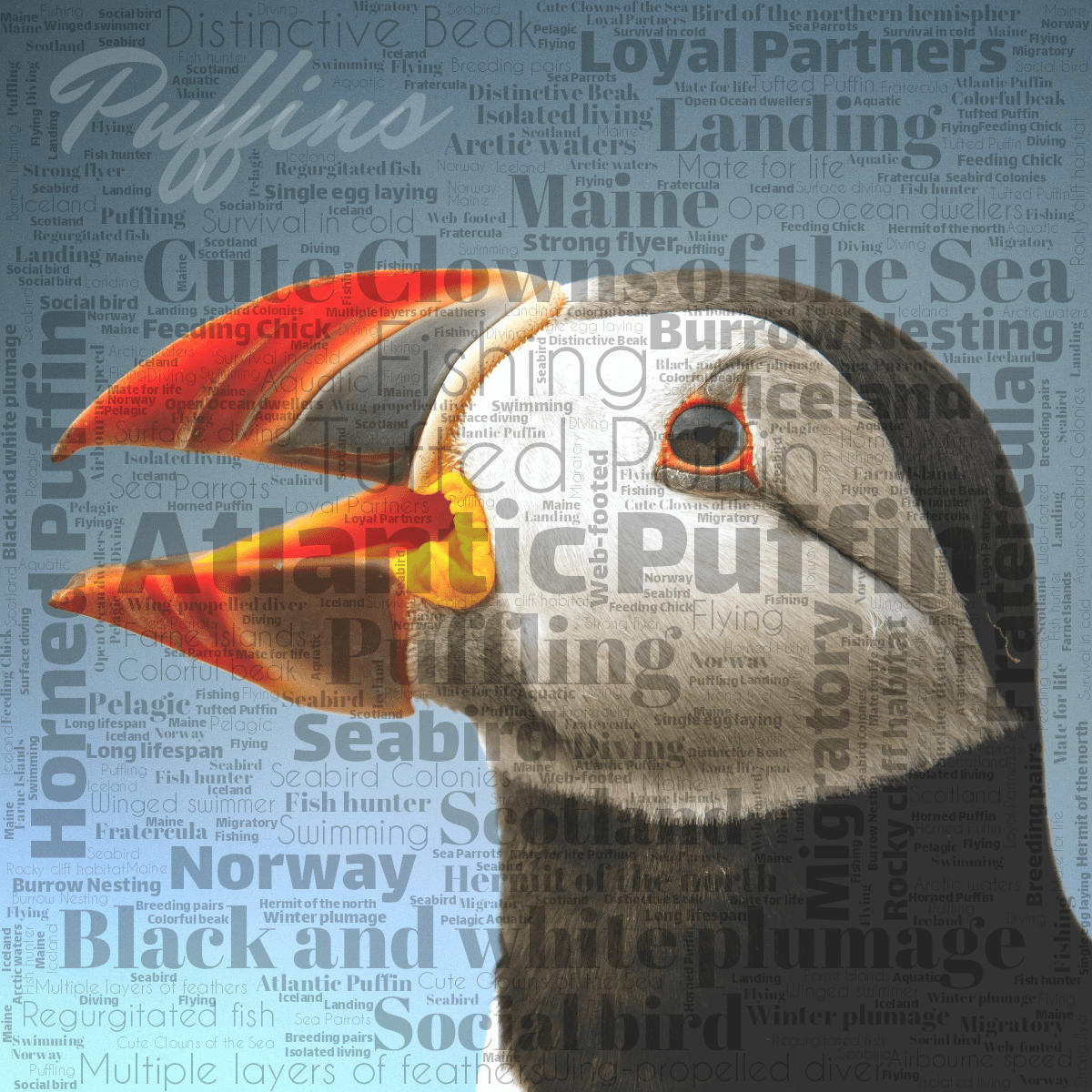 Word cloud with 50 words like Atlantic Puffin, Tufted Puffin and Horned Puffin in black.