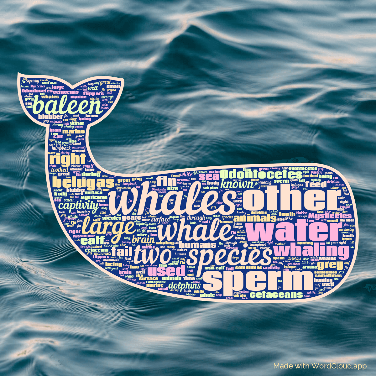Word cloud in a Whale shape with 50 words like whales, whale and species in multicolor.