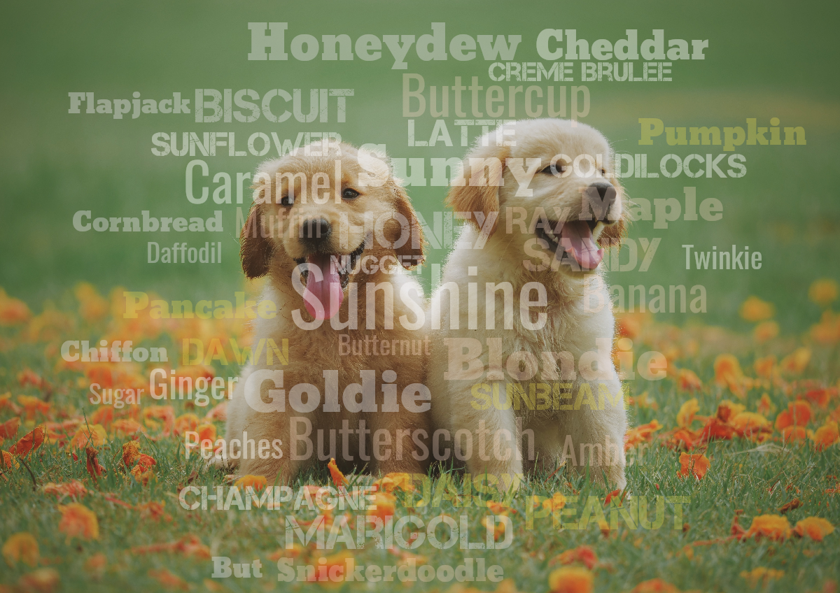 Word cloud with 42 words like Sunshine, Honey and Goldie in multicolor.