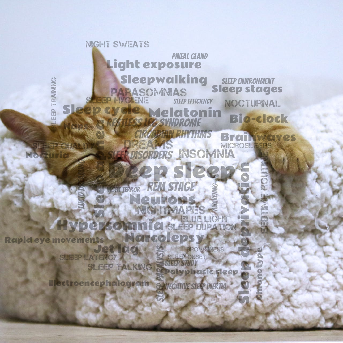 Word cloud with 50 words like Deep sleep, REM stage and Neurons in black.