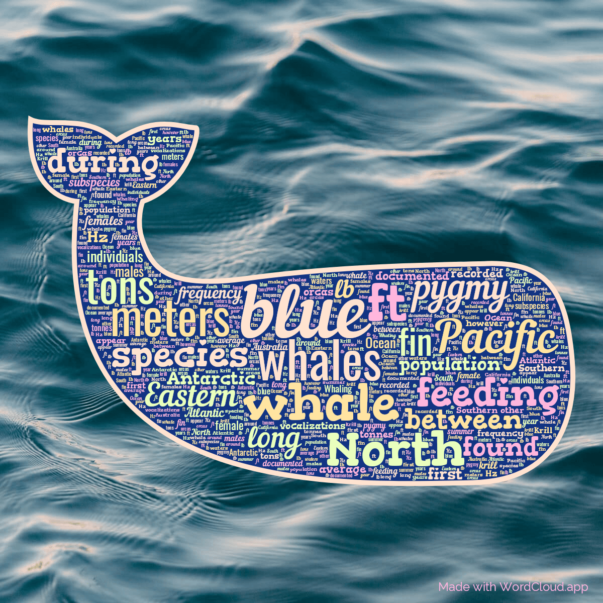 Word cloud in a Whale shape with 50 words like blue, whales and whale in multicolor.
