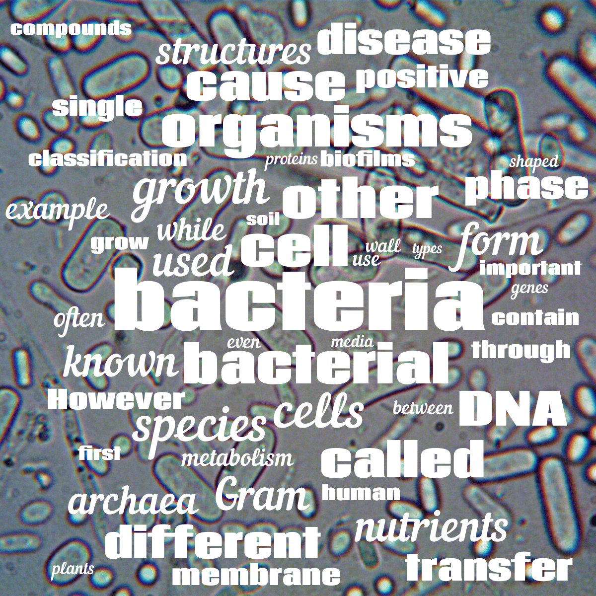 Word cloud with 50 words like bacteria, bacterial and cell in white.