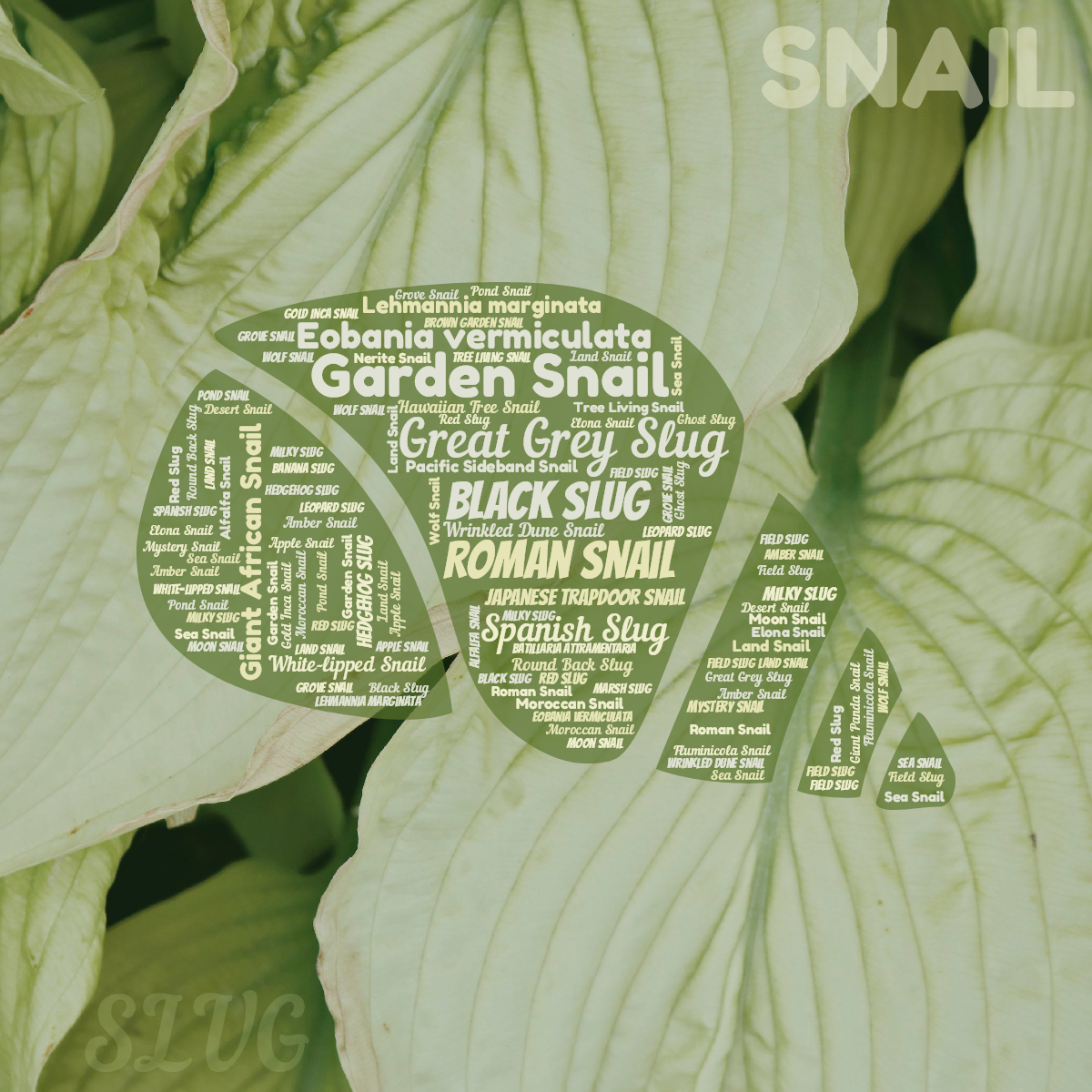 Word cloud in a Seashell shape with 50 words like Garden Snail, Great Grey Slug and Roman Snail in green and yellow.