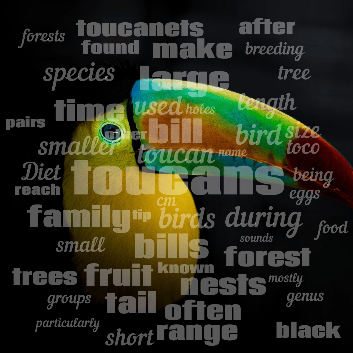 Word cloud with 50 words like toucans, toucan and birds in white.