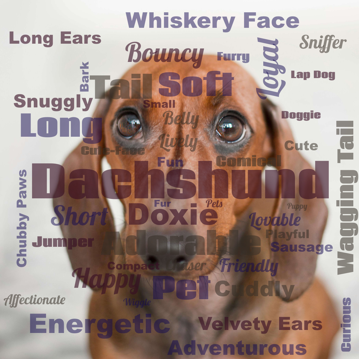 Word cloud with 45 words like Dachshund, Doxie and Adorable in dark pink, orange and blue.